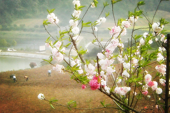 枝江桃花源图片 安福寺桃花源图片